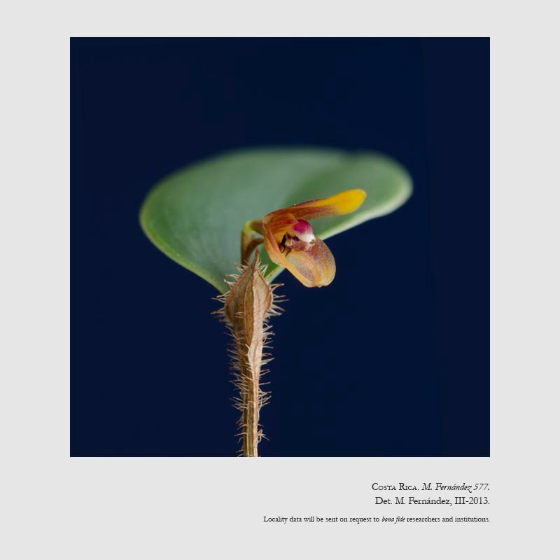 Trichosalpinx ringens